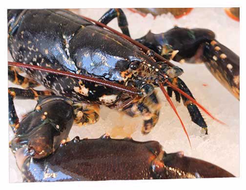 David_McWilliam's tweet photo. Busy selecting wines to pair with delicious #lobster dishes prepared by the legends at @FishforThought1 - tickets still available but half gone already. 

Taste with @winematcher @Ellywinowen and @David_McWilliam at the #WineTheatre @PadstowXmas
 https://t.co/CBw3KoonWz https://t.co/VkjgJxPdw8