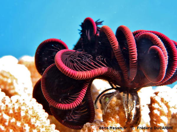 DORIS_ffessm's tweet photo. Nouvelle fiche dans un groupe compliqué, les #crinoïdes d'#IndoPacifique, voici : la #comatule brune.
DUCARME F, BADIER M., ROCHEFORT G., SITTLER A.-P. in : #DORIS,
Capillaster multiradiatus (Linnaeus, 1758), https://t.co/czGDwqAk6f
#Echinodermes #Crinoidea #biodiversité https://t.co/OBdm9hNjPn