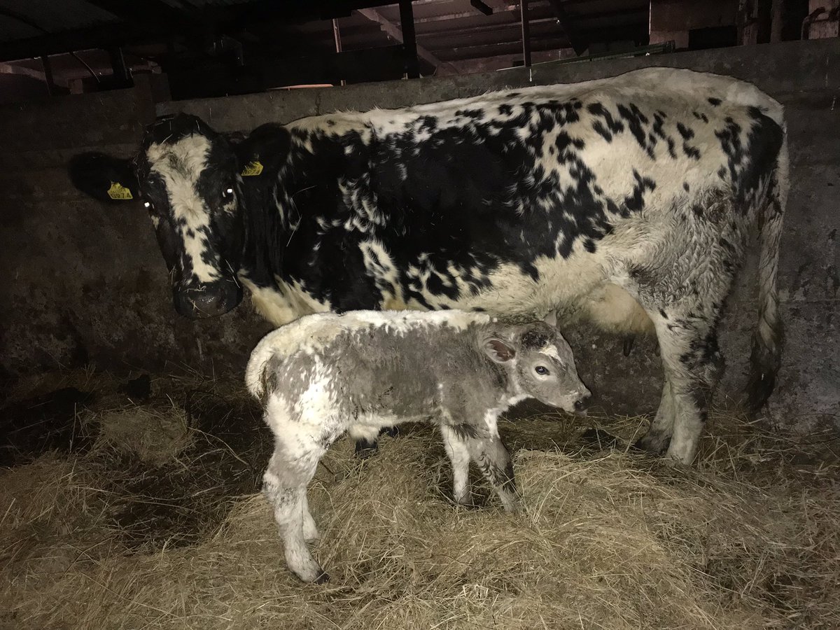 Our new Droimeann calf. Nice colour!