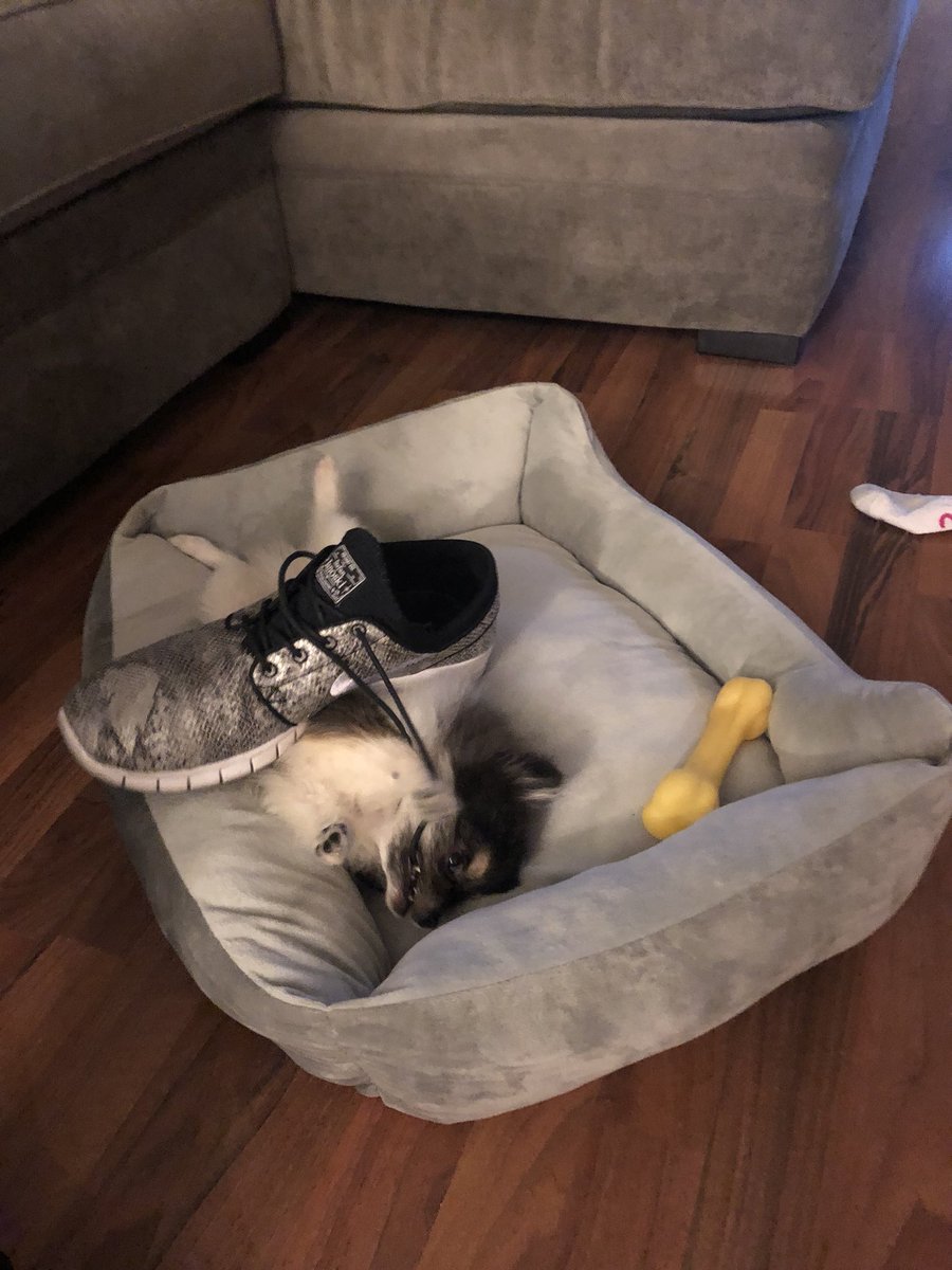 I LUV SHOOZ 🐼👟❤️ #Pomeranian #vegas #dog #doggy #love #son #friend #shooz