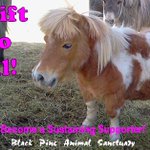 Photo by Black Pine Sanctuary (@bpsanctuary)