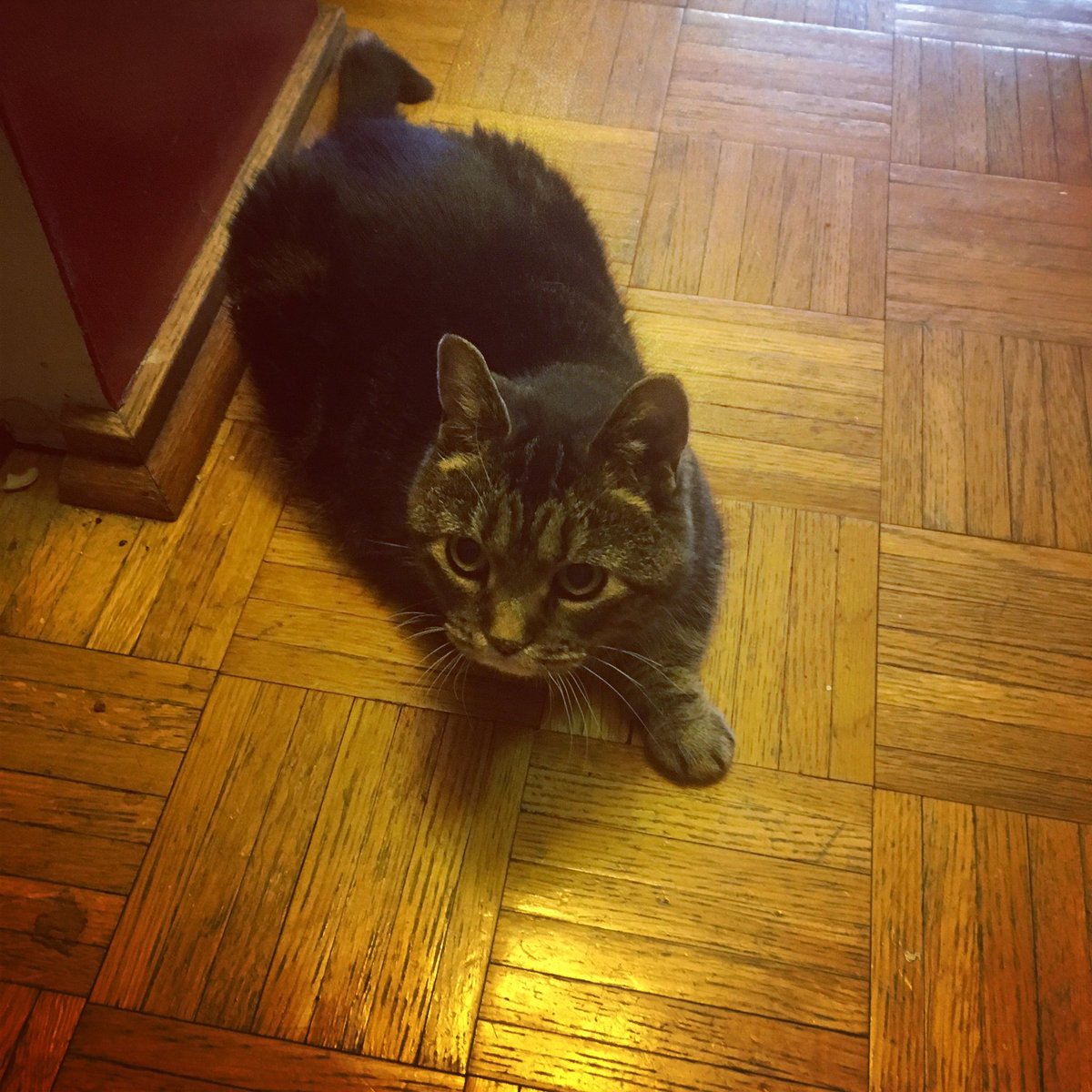 ClayburgCreativ's tweet photo. Martyrdom, thy name is Commander @rogerspacely .  (Busted attempting  to start the coffee brewing before opening cat fud can).  #KittehBetrayal #StarvationIsImminent #OhTheFurmanity https://t.co/6PKGbkc8PK