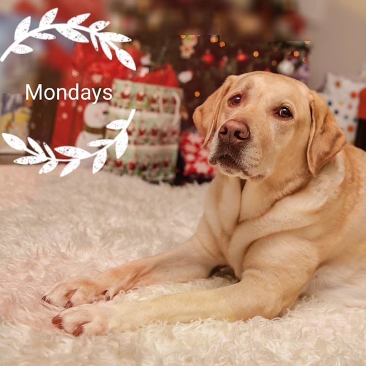 DefinePlanet's tweet photo. My Monday look. #monday
#mondaymotivation #letsgogreen #workstart #greenplanet #ecofriendlyproducts #defineplanet #labrador #labsofinstagram #poobags #rainy #rainydays https://t.co/xCDAlxX0K8