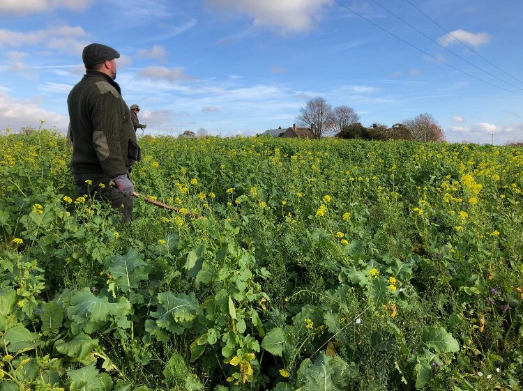 Northamptonshire Grass Buster with a Reed Canary Grass Border 👍👍💪

#Gamekeeping #Conservation #tweetthebeat