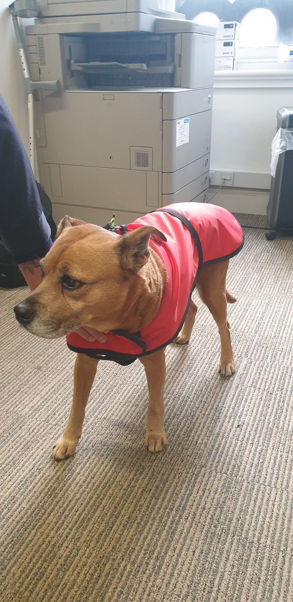 NetworkRailMAN's tweet photo. This beautiful girl has been left on our concourse with no owner in sight! Please help us reunite her and share! https://t.co/jcRAMTwFR6