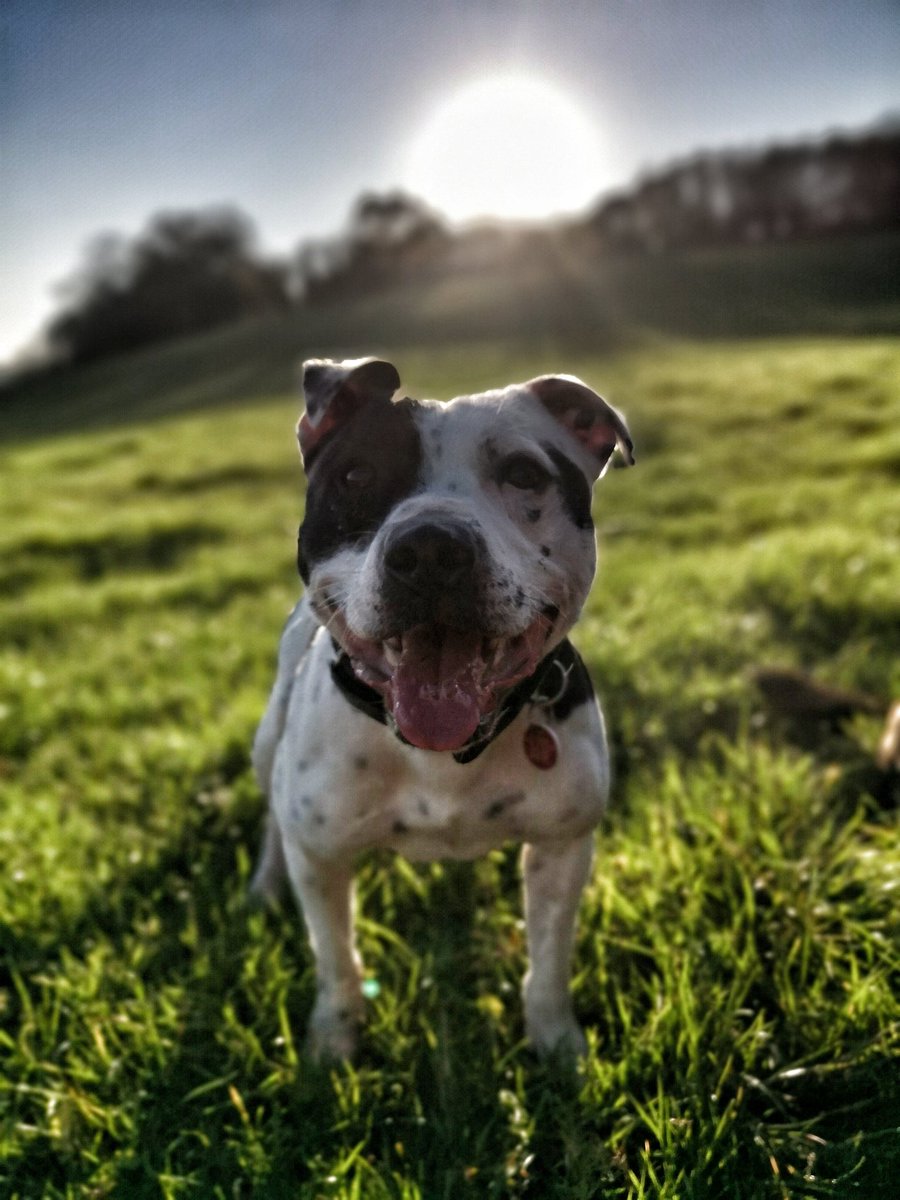 Police Dogs Fozzy And Boris tweet media