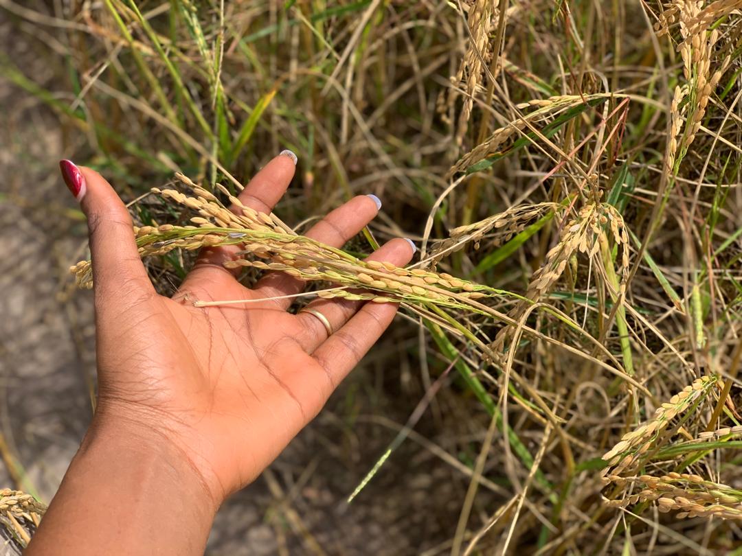 sidibe_diaka's tweet photo. Agriculture, notre avenir, une passion...🙏
#AgroGuineeLab
#YaliGoesGreen 
@sirasaad03 https://t.co/nIDprOGHXw
