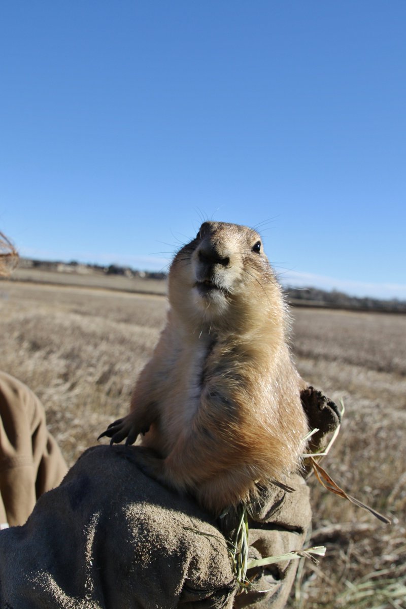 NoCo_PDogs's tweet photo. Jump yips! Today we start trapping the last OTN site. Let's get these worthy animals #HometothePrairie. Please pitch in what you can at https://t.co/TA87RKM256 then share. Relocating his family to safety would make a great gift, unless you like giving ties. #GivingTuesday https://t.co/hQ2oOddrbA
