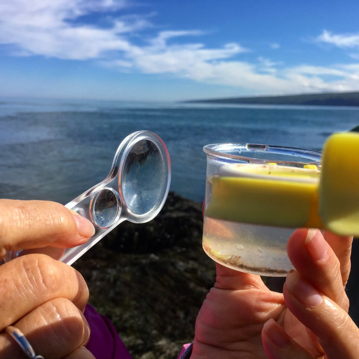 gaeltours's tweet photo. A close look for #zooplankton on the #BayofFundy shore at #PointPrim. #copepods #ExploreDigby #GaelTours #PlanktonPeriwinklesandPredators #visitnovascotia #explorecanada https://t.co/7jNYhrMlmi