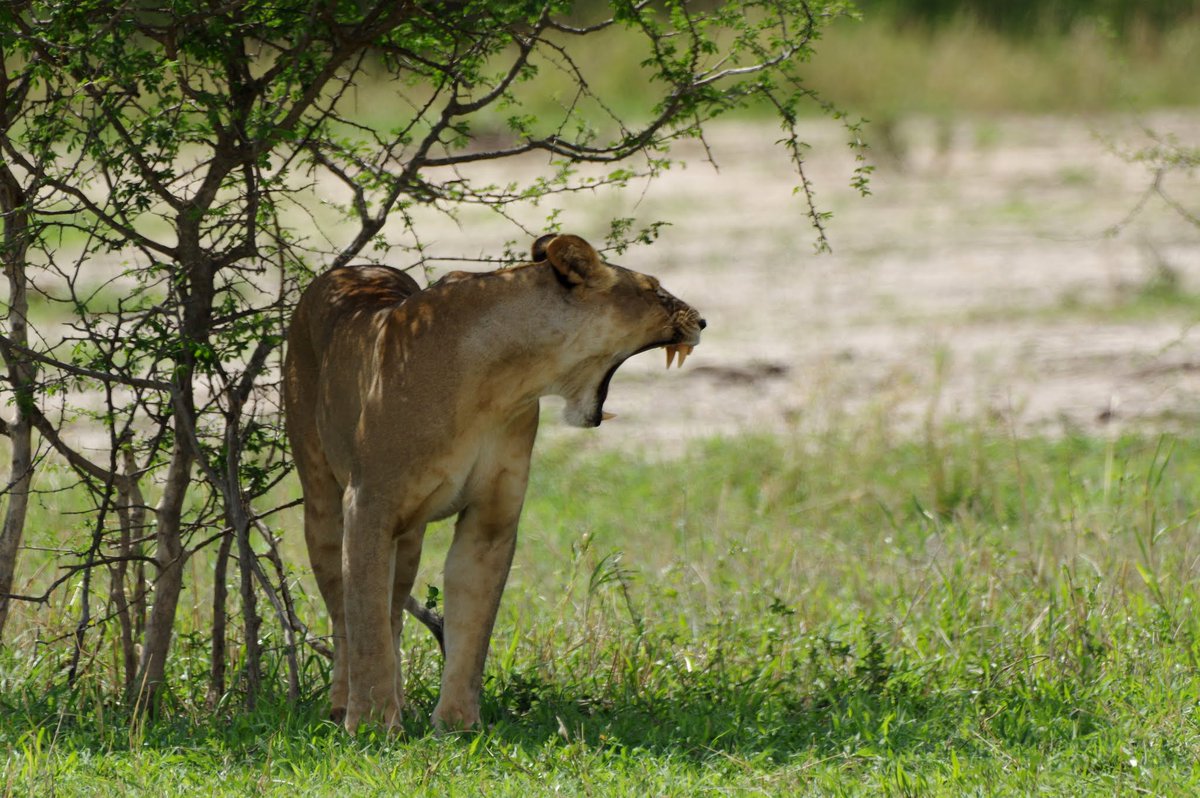 Lemasani's tweet photo. All safaris are not the same and not all safari destinations are the same. Some destinations are better suited for specific interests &amp; seasons. #LemasaniSafari has years of experience &amp; knowledge of safaris in #Tanzania. https://t.co/qa0G3rONIn https://t.co/G03BeAp82K