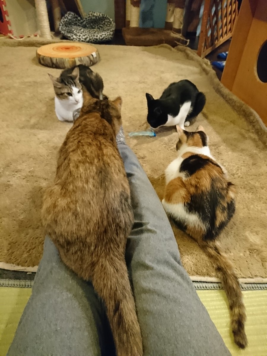 猫スペースファズ
