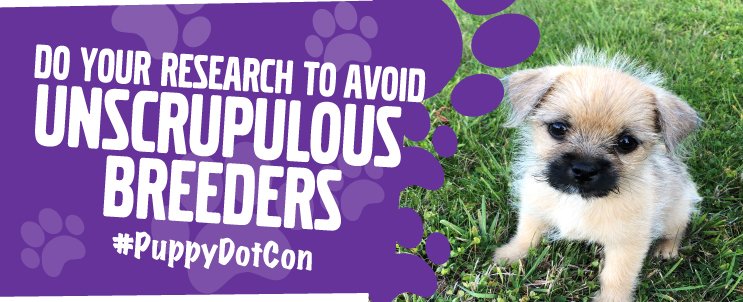 IrishPAAG's tweet photo. If you are looking at pet adverts on #CyberMonday please remember that greedy, unethical breeders often use online ads to disguise the horrendous conditions their puppies come from. Visit https://t.co/9cU1XZ88pW to learn the dangers, and do your research to avoid a #PuppyDotCon. https://t.co/YsZ6D1Erfm