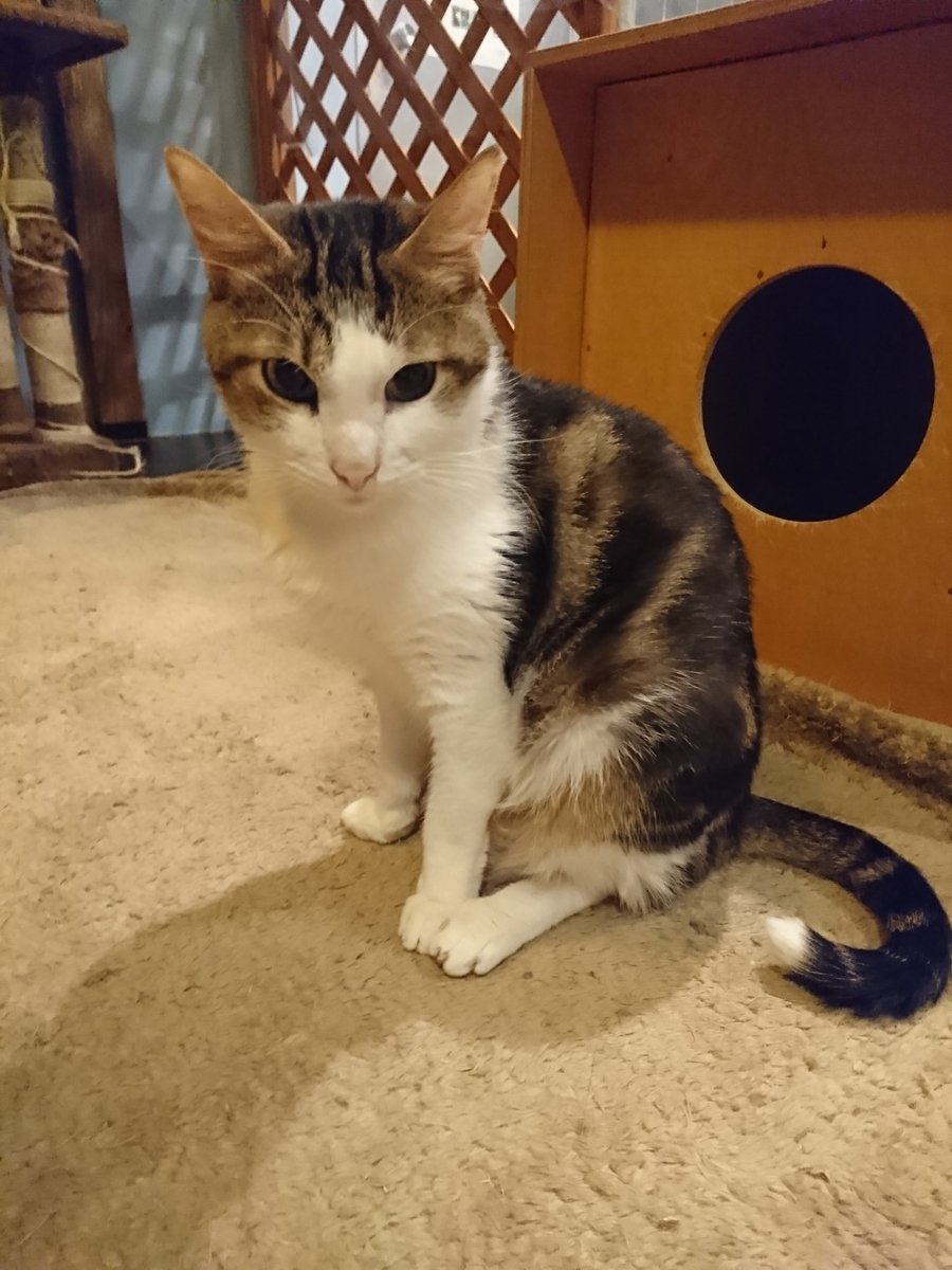 猫スペースファズ