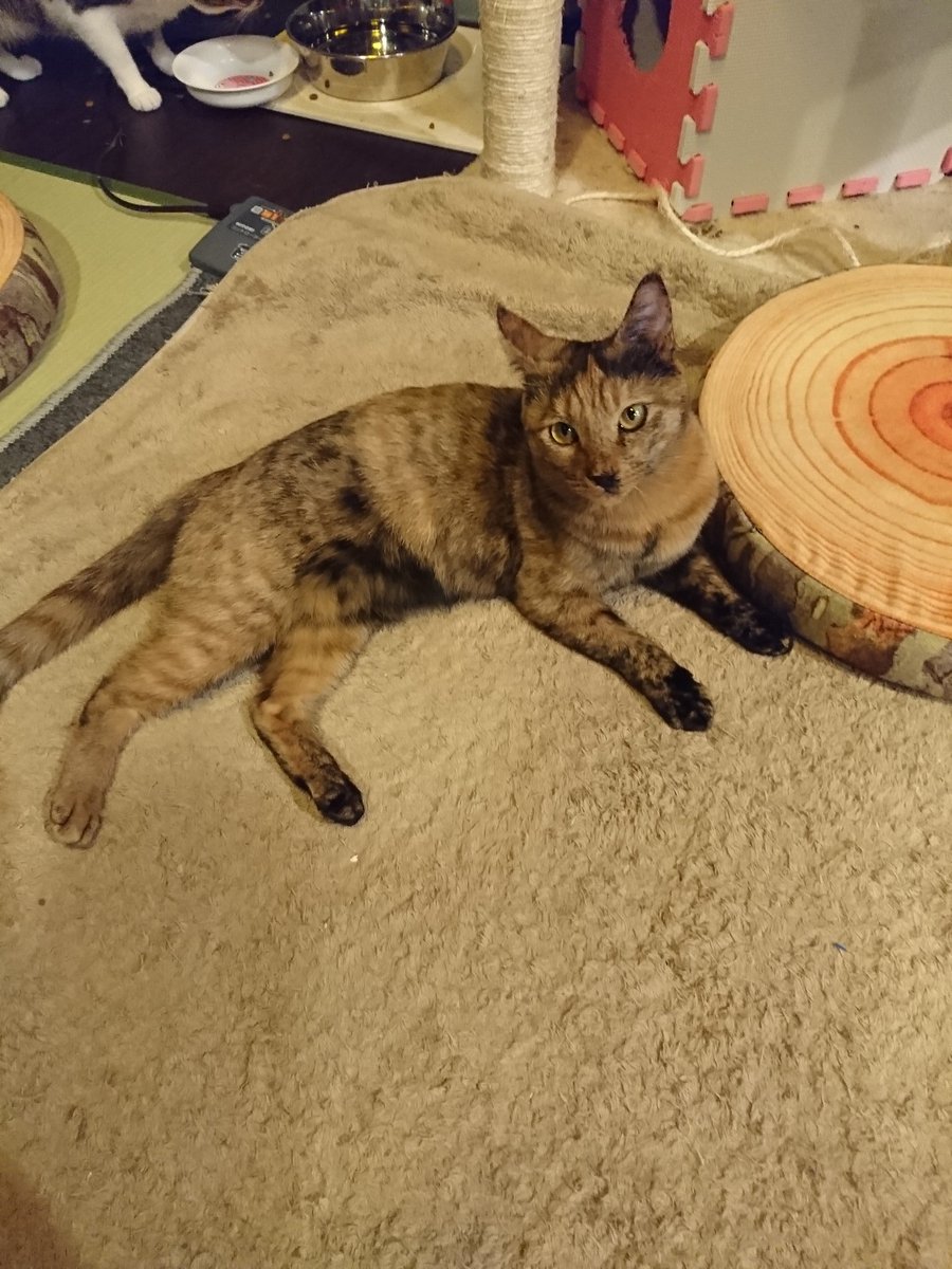猫スペースファズ