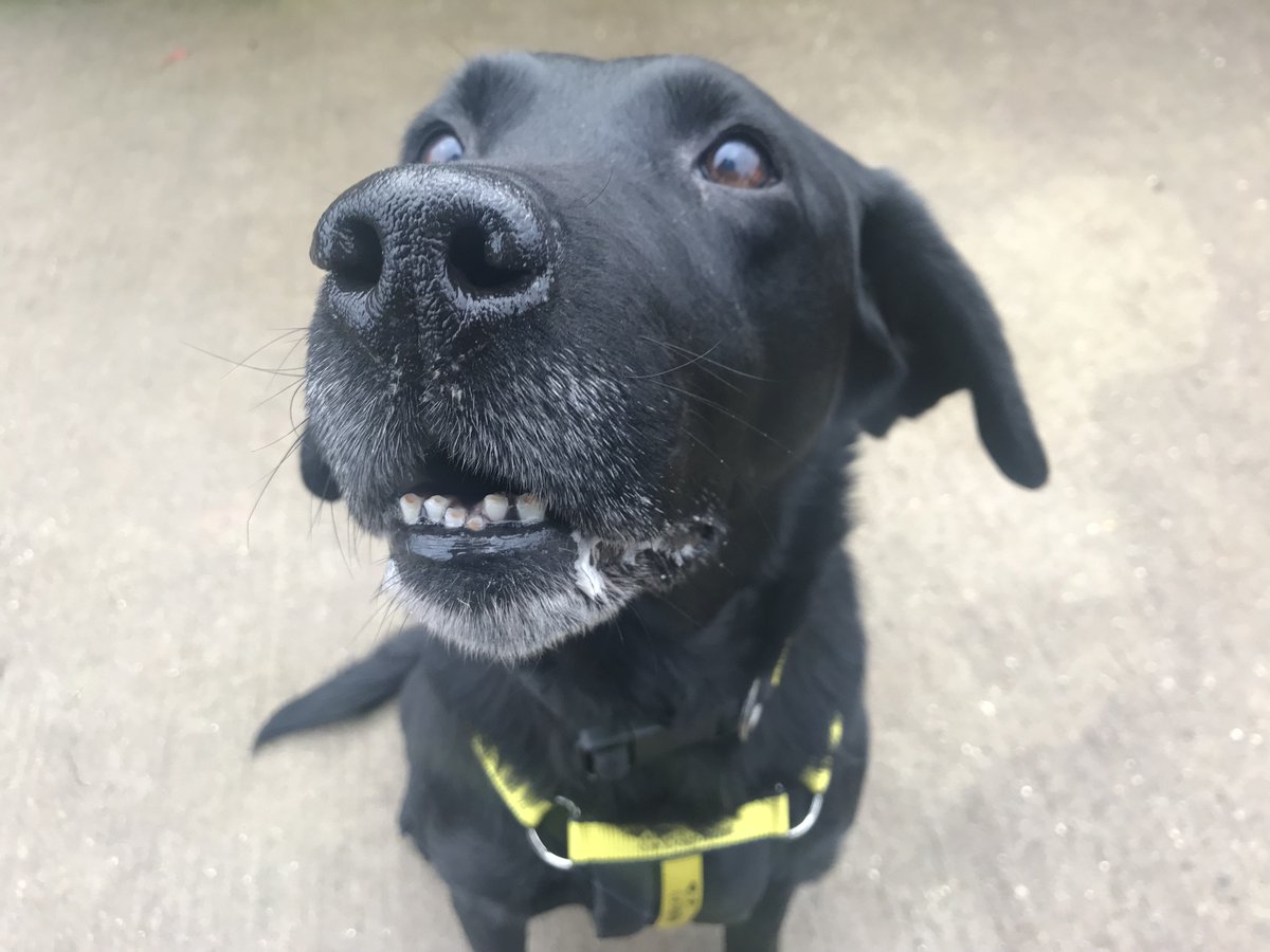 DT_Loughborough's tweet photo. Handsome Eric the Labrador has won all of our hearts! 💛
At 11, he's looking for a relaxing home where he can snooze on the sofa, but don't be fooled... he still loves his adventures and walkies! 🐾 #dogstrust #labradorrescue @DogsTrust https://t.co/690jw5G2Nf