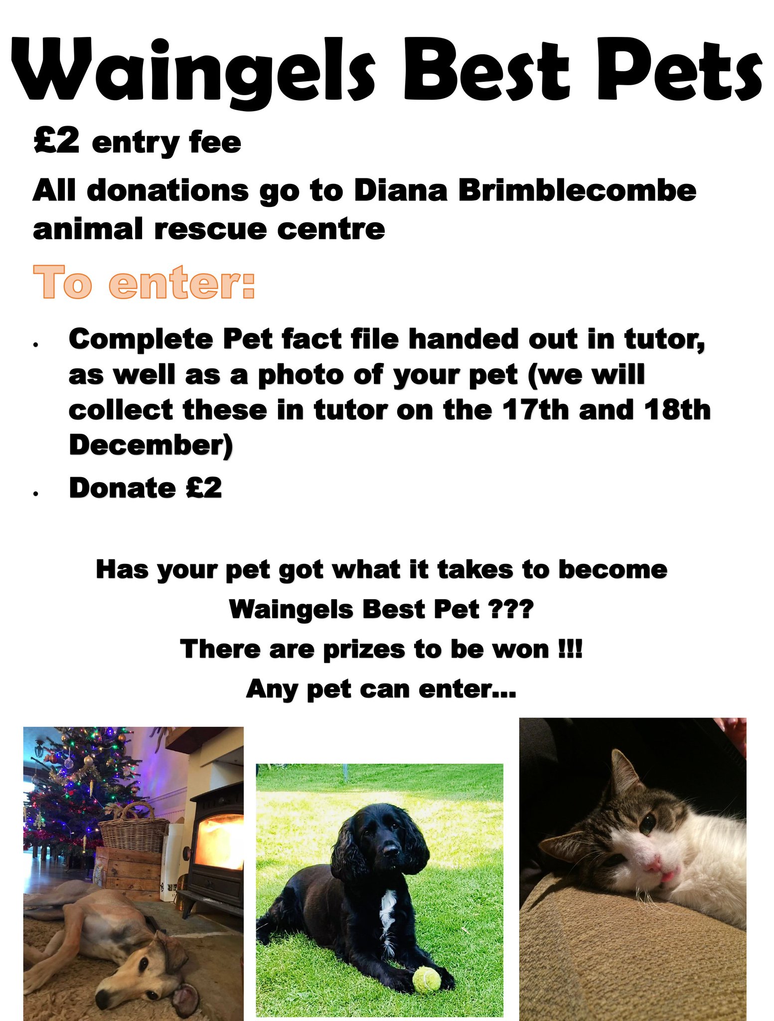 diana brimblecombe dogs