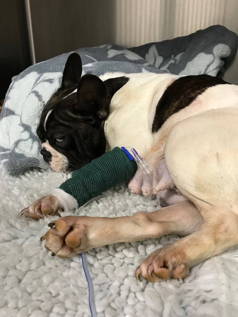 kateprice26's tweet photo. “Congratulations” your demand for #cute is forcing bitches like this to be put through repeated c-sections
Please stop fuelling demand for #brachycephalic dogs #BreedtoBreathe #healthbeforelooks https://t.co/CWfua5ie5g