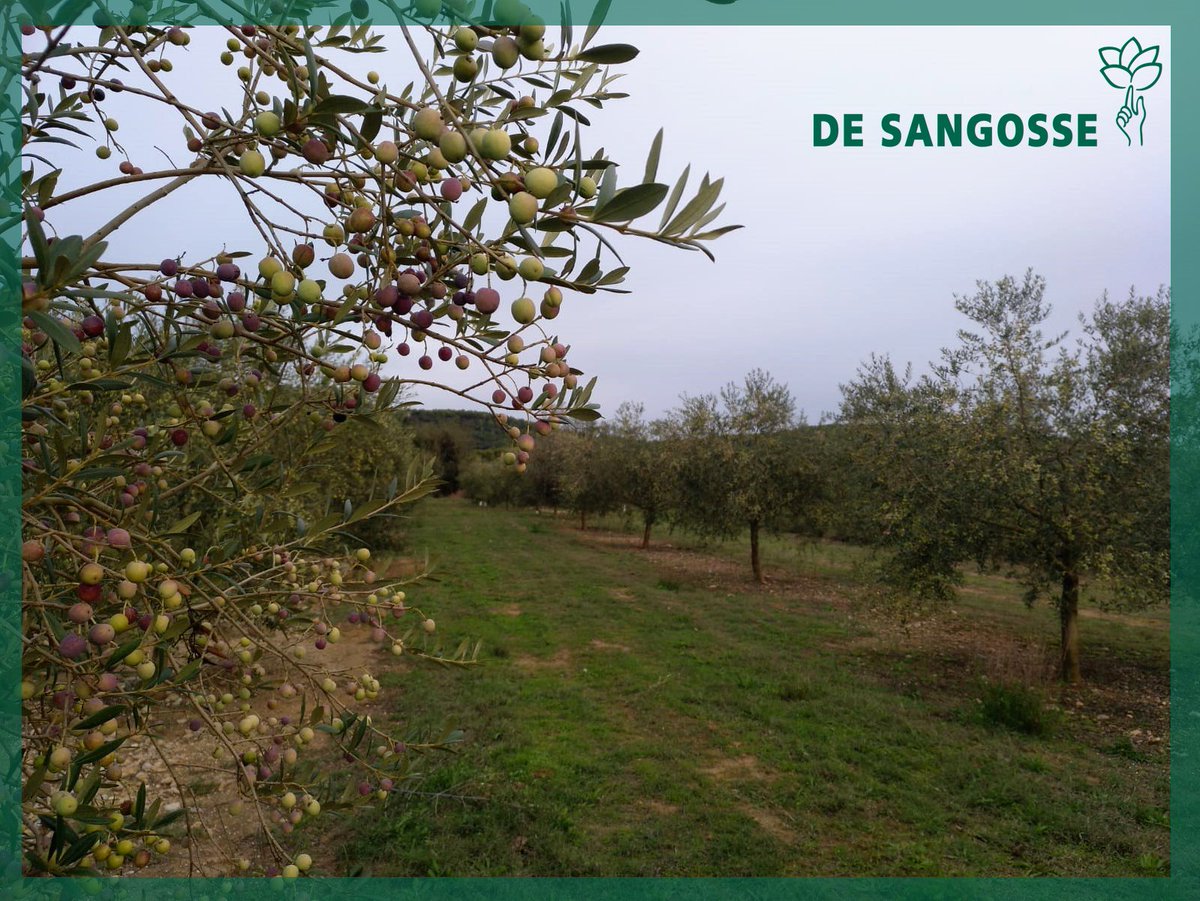 DeSangosseIB's tweet photo. La sonrisa 😊de nuestro distribuidor #agricolainaturaclotas es el resultado de un buen trabajo
#Fixacuivre
#cigobcomplex
#fixaNitro
#alkir
#Fertigofolultra
#SolustarPZ
#cigokultra
#designer
👉Secano SIN abonado de fondo
Conoce mas nuestros productos🖱️
https://t.co/PdzBAV9I3E https://t.co/7xNtM6pgBV
