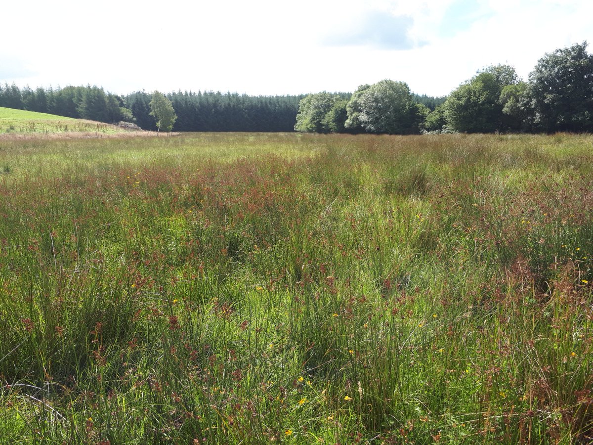 Hen Harrier Project tweet media