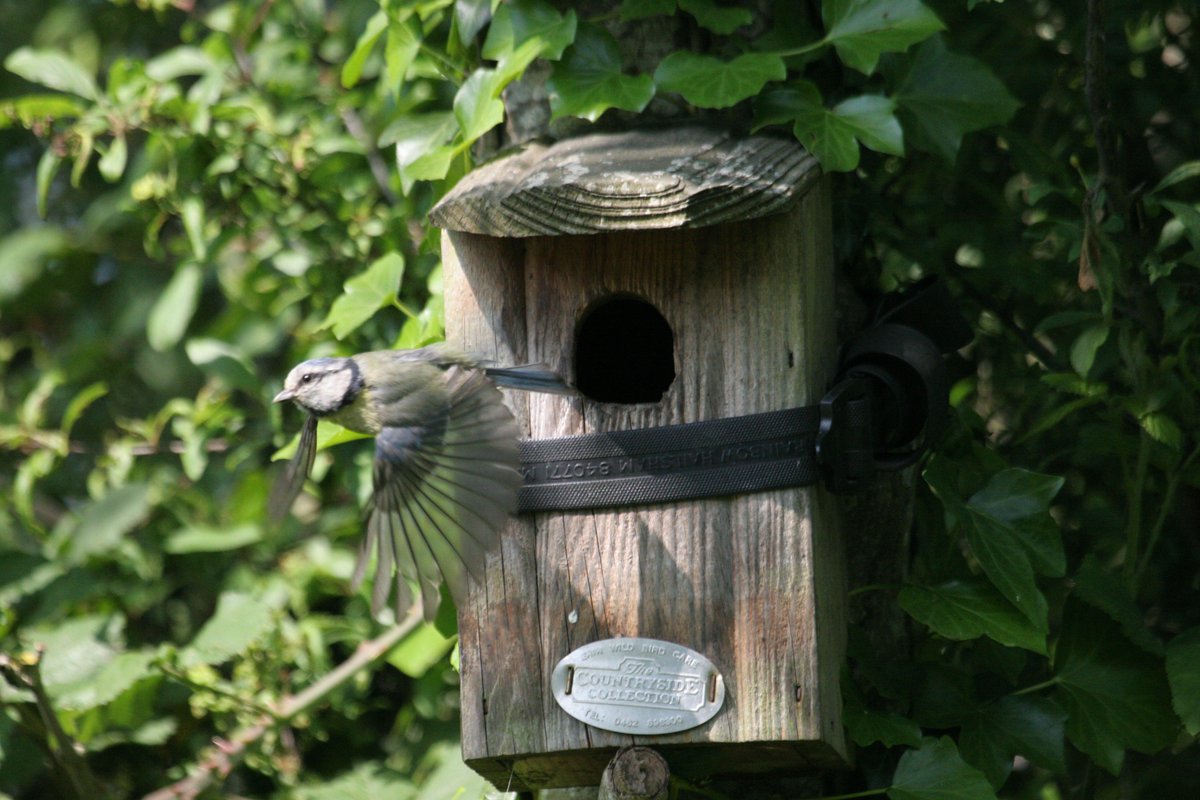 BirdLifeEurope's tweet photo. Hello, Goodbye: Green NGOs welcome environmental commitments in #Brexit deal. Read our press release >> https://t.co/nI7adm7pJz #NatureAlert https://t.co/8FaNrAZZcc