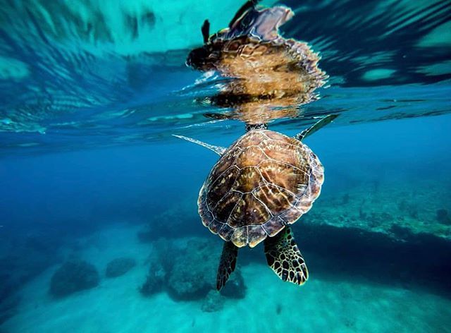 SoyDeAquiPR's tweet photo. Tรณmate un momento y respira...โ๐ฝ.
.Aguadilla,PR๐ต๐ท .
.
๐ฃComparte tu ๐o๐ usando #SoyDeAquiPR o #CuidaTuIsla
.
.
Foto๐ท@hector_rivrob
.
#SoyDeAquiPR #travelblogger #islandlife #beautifulspot #turtleswimming #lifeunderthesea #scubadiving #picoftheday #beachlife #Aguadilla #โฆ https://t.co/HlDNo8h92n