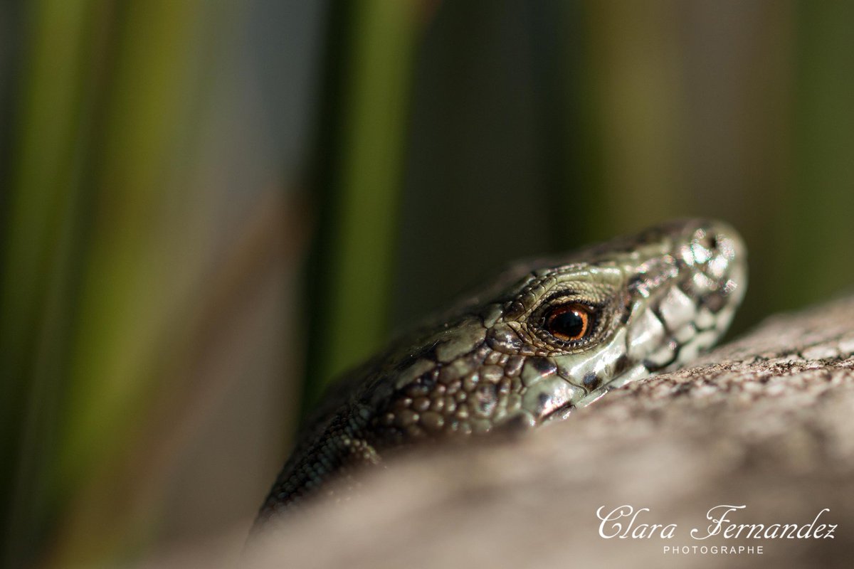 FernandezClara_'s tweet photo. Alors, #Serpent ou #Lézard ?

#Photographie réalisée avec un #Canon #70D et un #Canon 100mm #macro.

#Reptile #Oeil #Animaux #Nature #JeTeVois
#Reptil #Eye #Animals #ISeeYou https://t.co/bX8cP8v3bE
