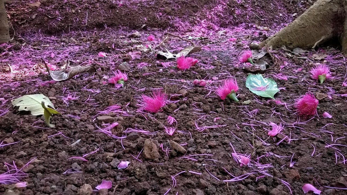 Not just one flower but here is carpet of fallen flowers of #Syzygium malaccense. Syn. #Eugenia malaccense, #Caryophyllus malaccensis #RoseApple #FruitTree #MalayApple #CarpetOfFlowers #Myrtaceae