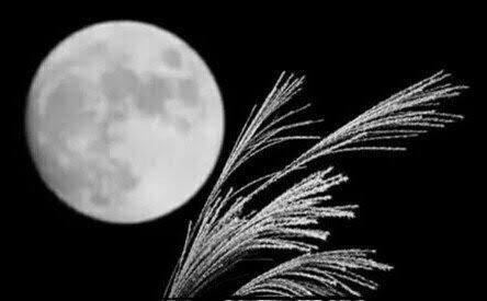 *
上から詠んで
　　キスするススキ
下から詠んでも
　　キスするススキ
　あなたと
眺めていたぃな…*＊　
　　#ひらりん