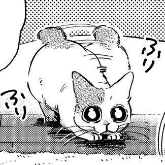 次回のねこだまりは11/30発売の週刊漫画TIMES(12/14号)に掲載予定です。よろしくお願いします🐾 