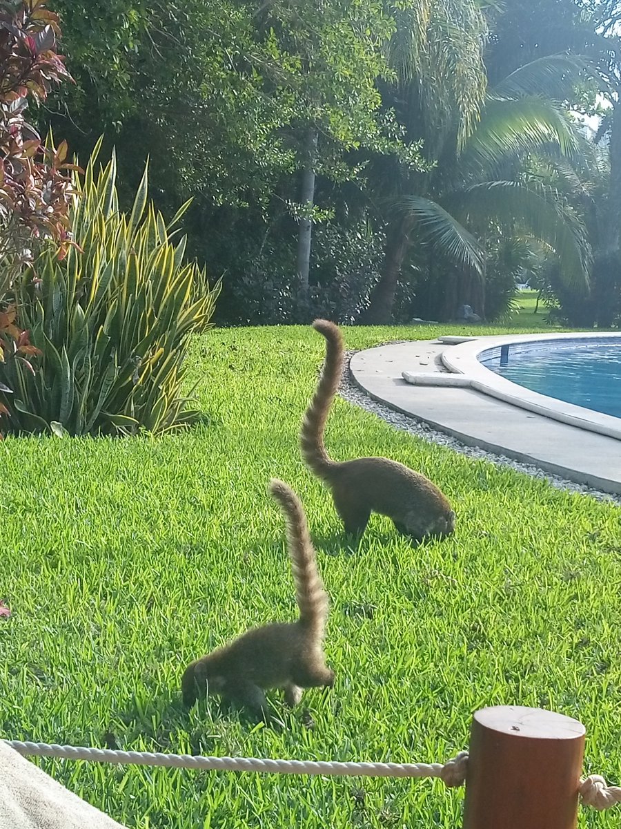 RecommenderThe's tweet photo. These Coati's were everywhere at our #hotel in #Mexico 🌍 

How cute are they?! Apparently they don't make good pets though, which is sad 🙁

#cute #animal #holiday #review #ComingSoon https://t.co/venGcoySYF