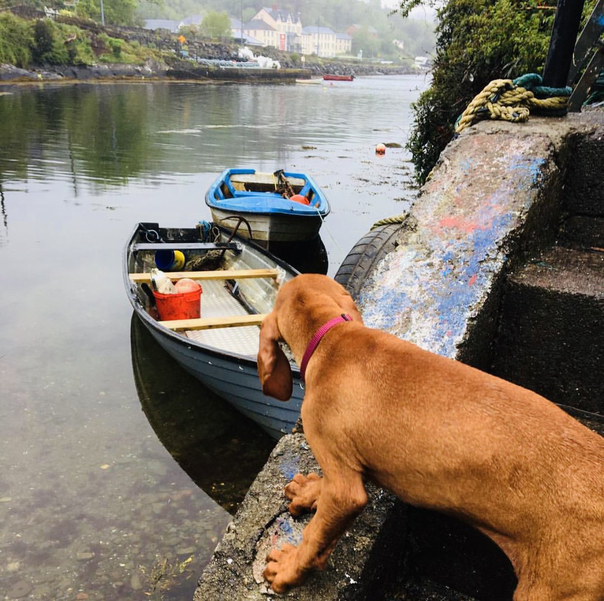 Stunning images of our <a href="/wildatlanticway/">Wild Atlantic Way</a> are being viewed as part of the ‘Call of the Wild’ international social media campaign <a href="/BGriffinTD/">Brendan Griffin</a> #MyWildAtlanticWay Watch and share the Haven Coast #video of images from South East #Kerry &amp; West #Cork Please RT youtube.com/watch?v=ucQjFq…