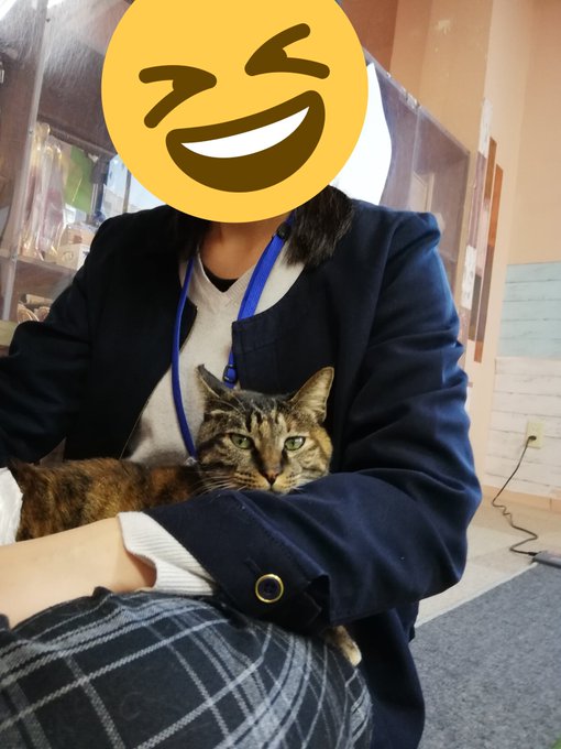 猫カフェバイトの評判まとめ 天国に見えるけど実態はきつい