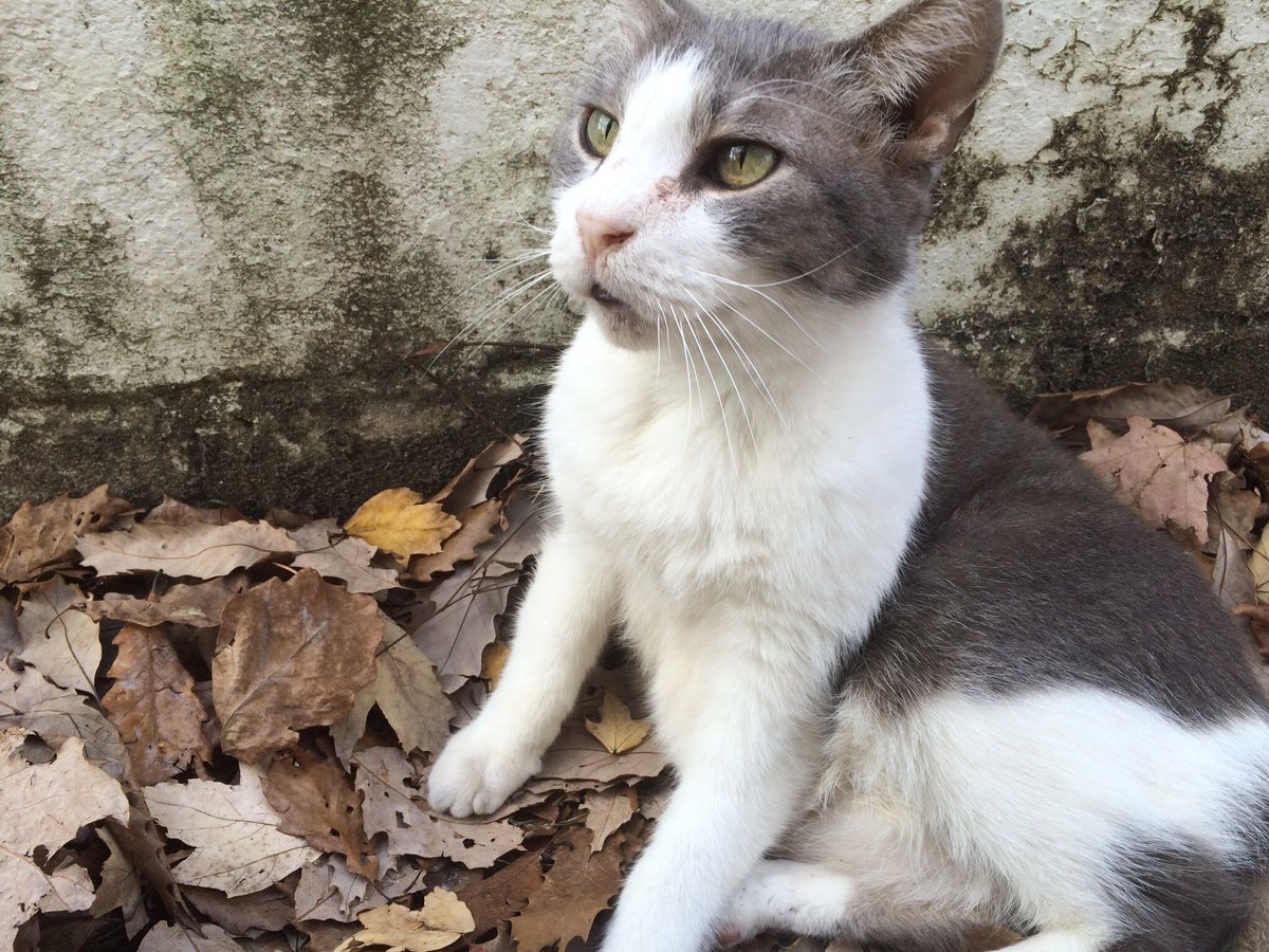 Our kitty Gabe, or “Buoy”, passed away early this morning. He was our first pet we got right after we were married. We sure are going to miss him. 😢