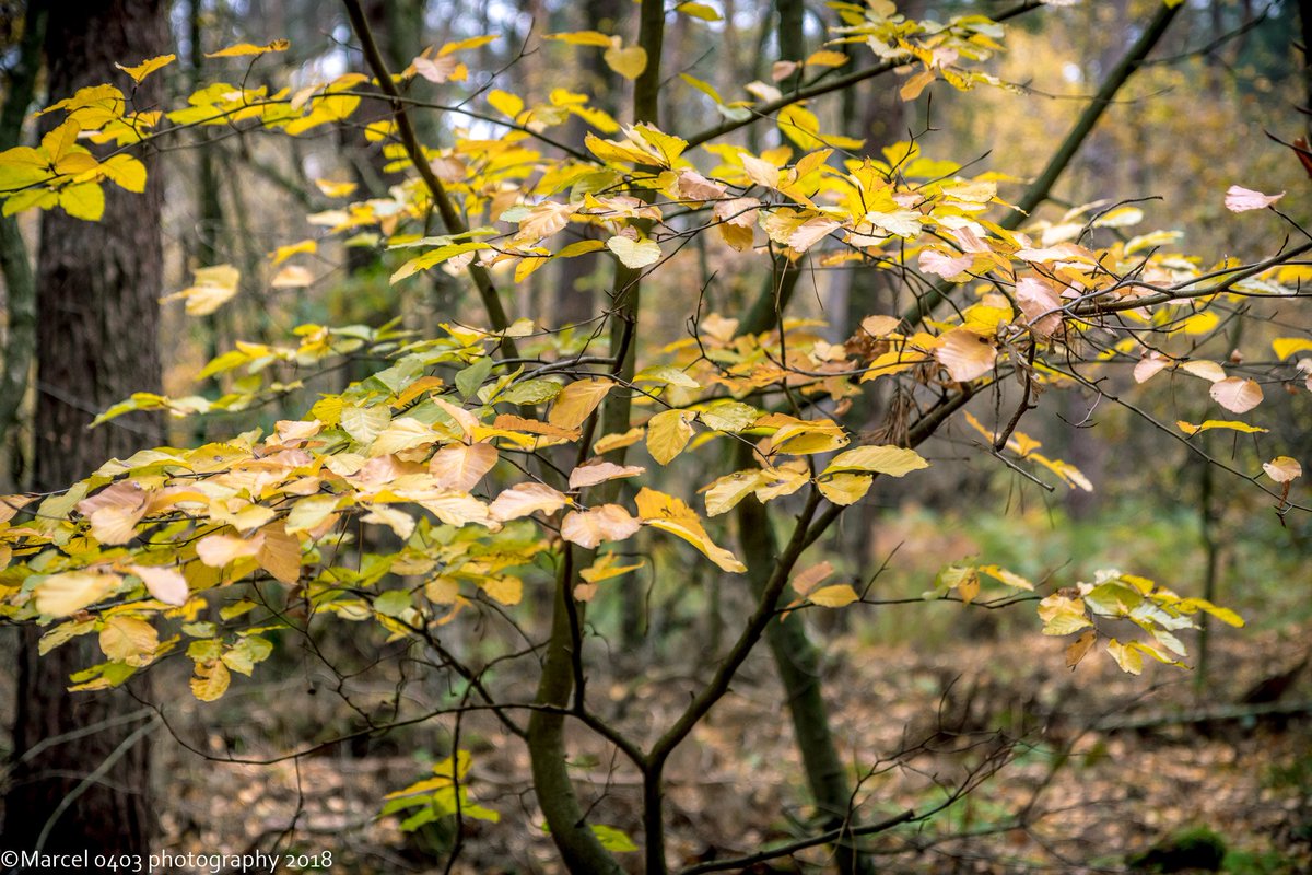 cairnwizzy's tweet photo. Weer thuis van een heerlijke week op @landalnl #stroombroek genoten van de herfstkleuren en de rust. Tot de volgende x https://t.co/xTQu4e0ndJ