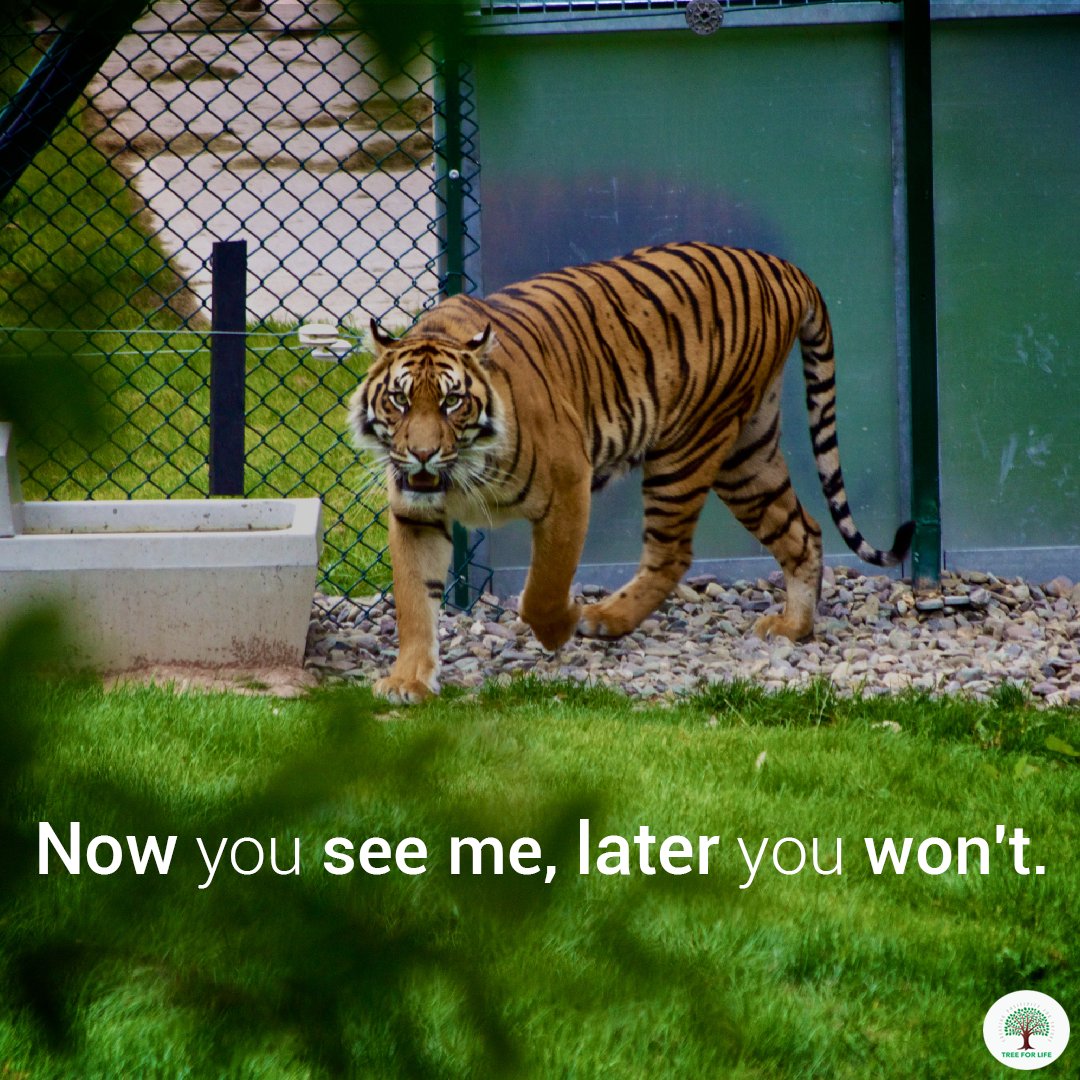 After a century of decline, tiger numbers are on the rise. At least 3,890 tigers remain in the wild, but much more work is needed to protect this species that’s still vulnerable to extinction.

#SaveTrees #SaveForests #SaveTiger #TreeForLife