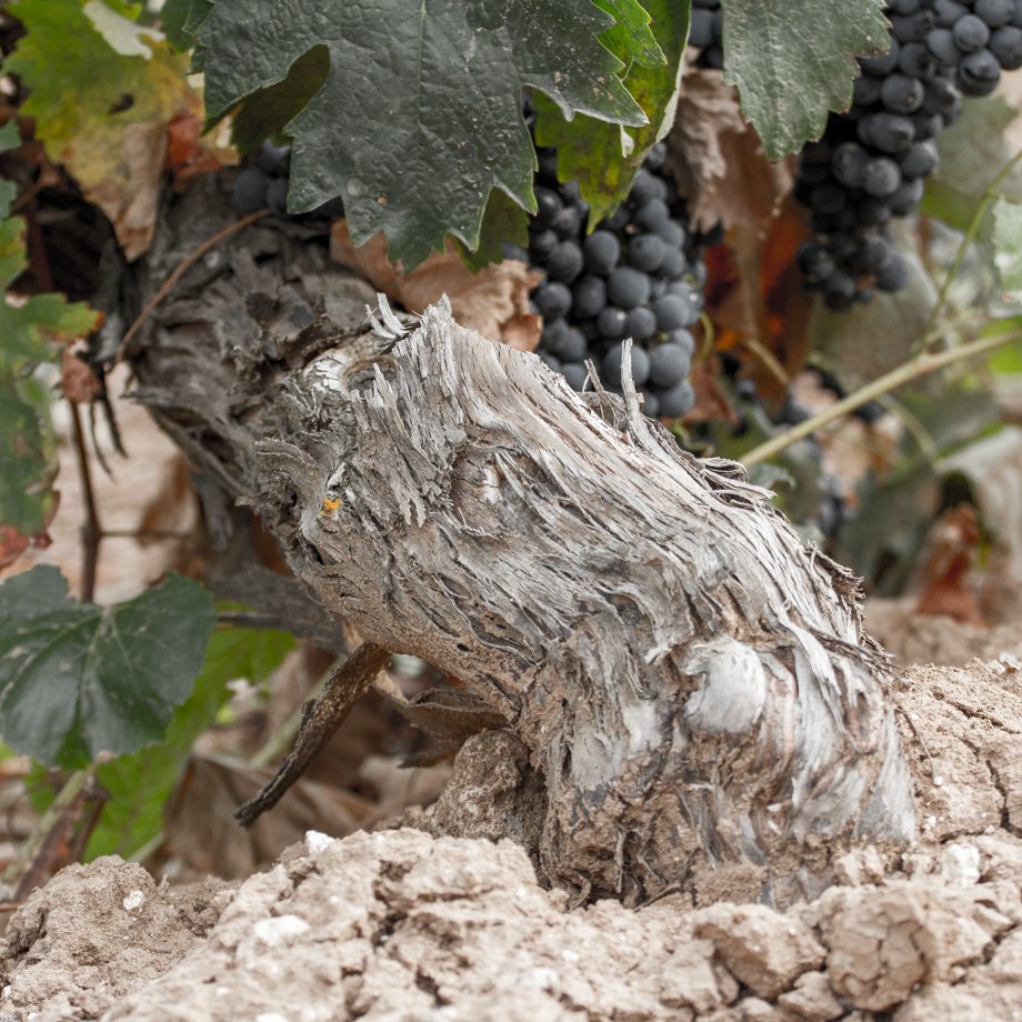 Pinea.Wine tweet media