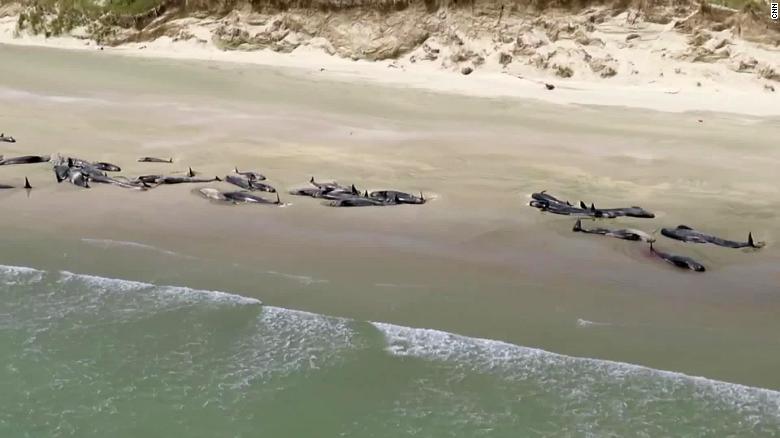 cnni's tweet photo. As many as 145 whales have died after being found stranded on a remote beach in New Zealand https://t.co/mPBgui8O4t https://t.co/ilIhQt4i4P