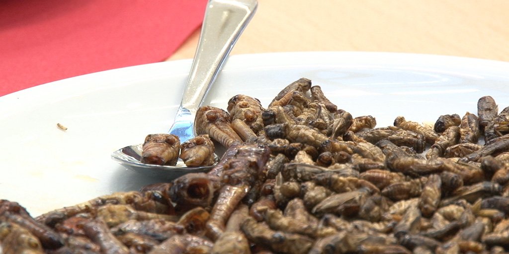"Im Essen ist der Wurm drin“: Wie man Menschen #Insekten als #Nahrung schmackhaft machen kann, hat Prof. Dr. Fabian Christandl in einer Studie herausgefunden. Mehr dazu hier: bit.ly/Insektenstudie #hsfresenius