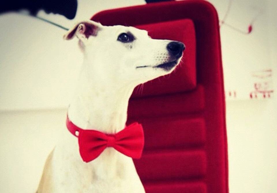 laxlimousine's tweet photo. Cyber Monday sale 💕 25% off - coupon code (2AE34S), handmade pet accessories, Gift under $25 https://t.co/RxXBnhRKnY #ladogstore #cybermonday #Sale #Gift #handmade #doglover #christmasgift https://t.co/RxXBnhRKnY https://t.co/wttprqgszR