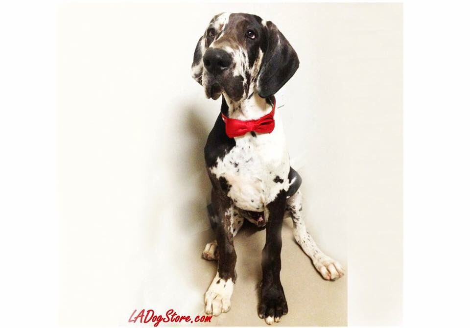 laxlimousine's tweet photo. Cyber Monday sale 💕 25% off - coupon code (2AE34S), handmade pet accessories, Gift under $25 https://t.co/RxXBnhRKnY #ladogstore #cybermonday #Sale #Gift #handmade #doglover #christmasgift https://t.co/RxXBnhRKnY https://t.co/wttprqgszR