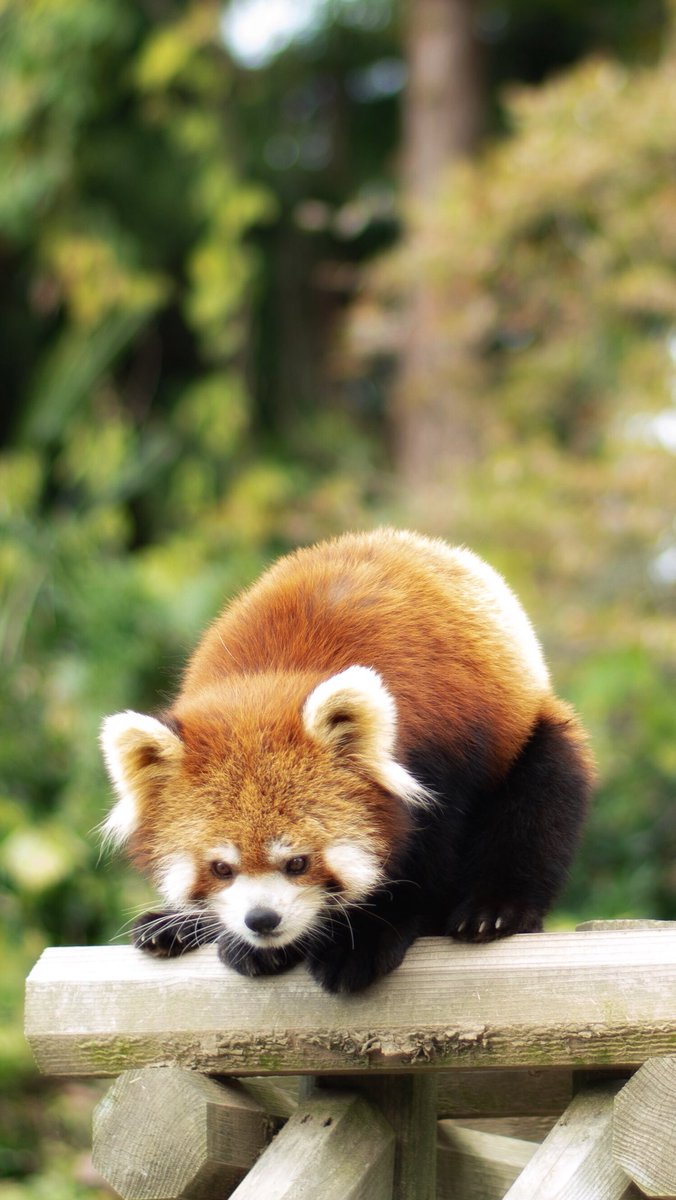 ぜいたくかわいい レッサーパンダ 可愛い 最高の動物画像