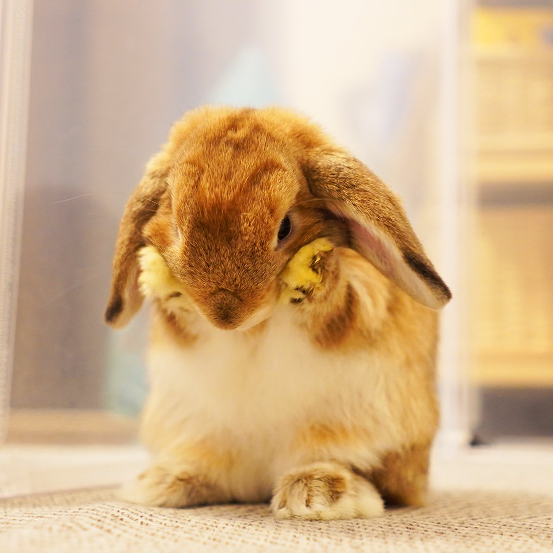 うさぎの洗顔 Twitter Search Twitter