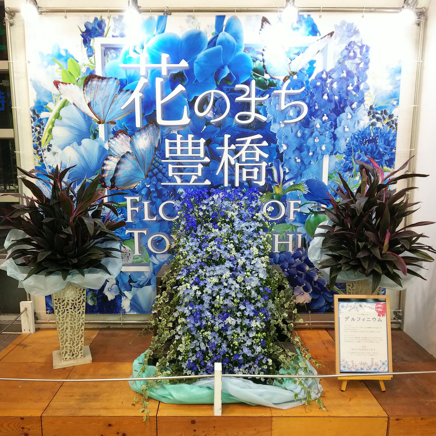 Oishi 11月の豊橋のお花 デルフィニウム デルフィニウムは ギリシア語でイルカを意味するdelphisから その名がつけられました つぼみの形がイルカに似ていることが由来しています 今月のあいちの花 In 豊橋市 愛知県 T Co
