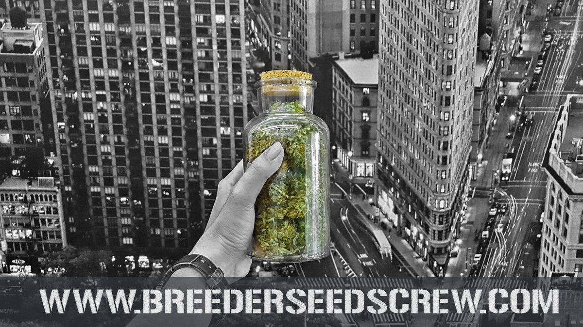 Breeder Seeds Crew tweet media