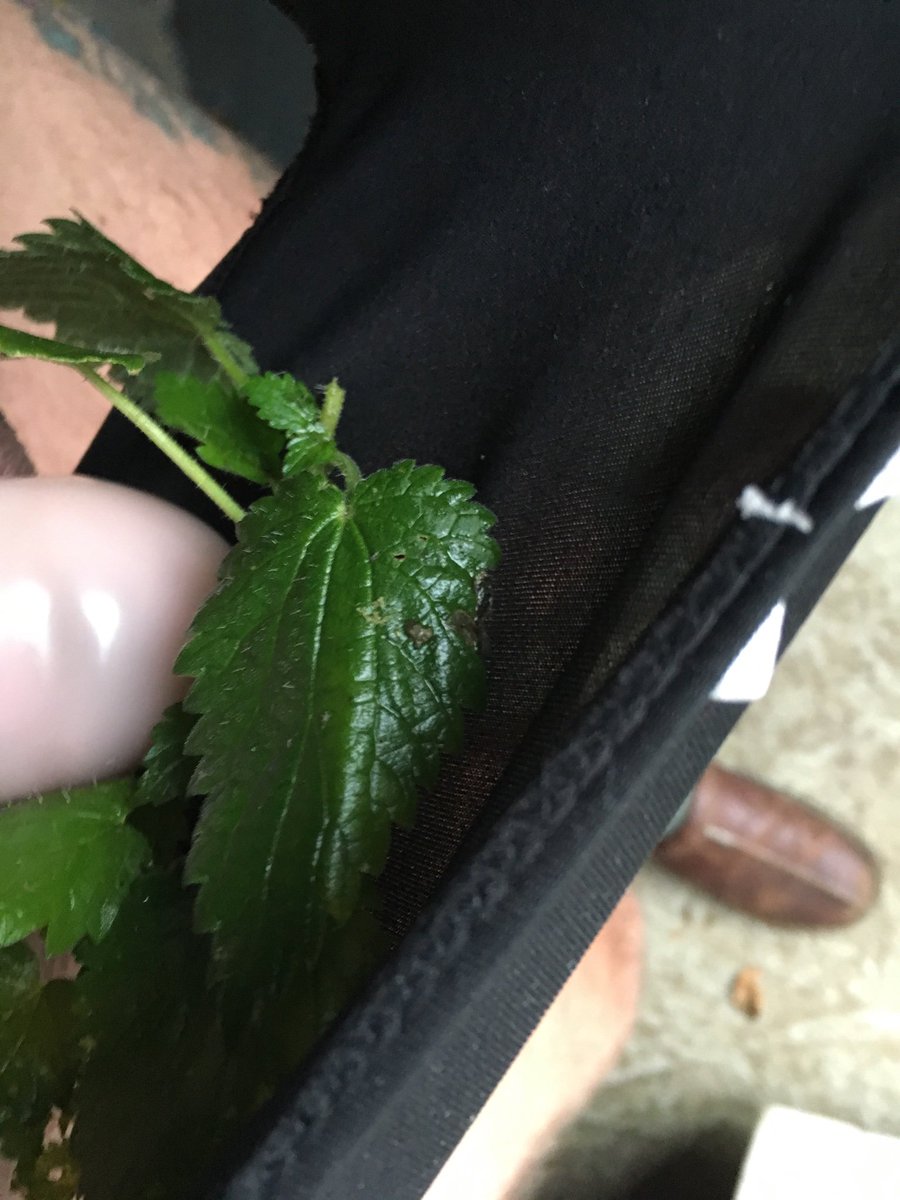 MatildaSissy's tweet photo. Not satisfied with stuffed cage mistress wants sissy pips coated with nettles in panties @KathrynMistress https://t.co/uj90uDDT2C
