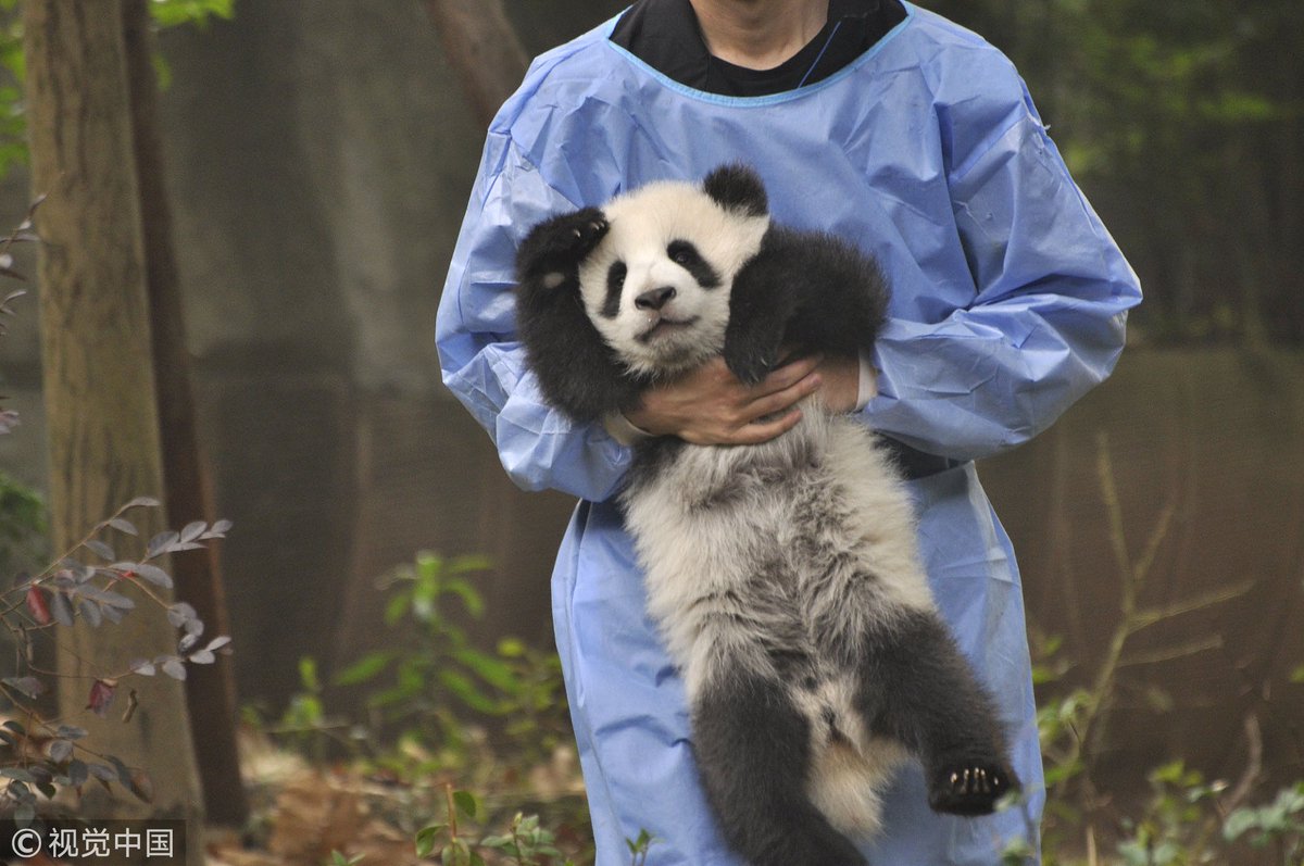 CGTNOfficial's tweet photo. Cute pandas having their relaxing leisure time at #Chengdu Panda Breeding and Research Center in southwest China's #Sichuan Province, apparently not feeling shy at all in front of a large crowd of panda lovers https://t.co/k1idcly94d