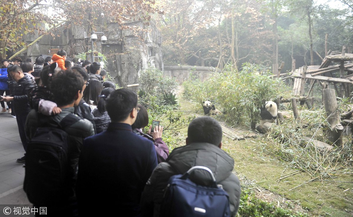Cute pandas having their relaxing leisure time at #Chengdu Panda Breeding and Research Center in southwest China's #Sichuan Province, apparently not feeling shy at all in front of a large crowd of panda lovers