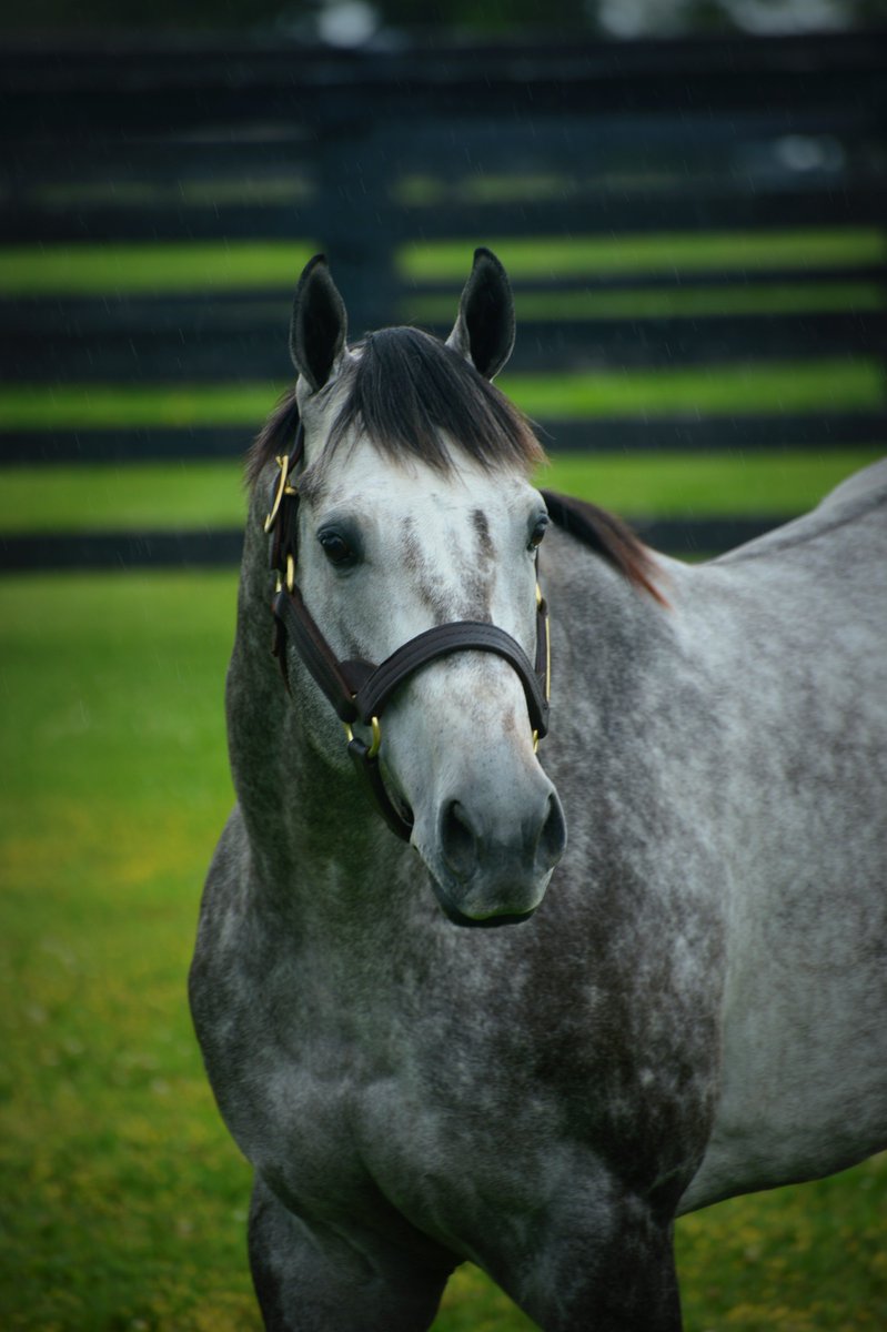 TMStallions's tweet photo. Graydar is sitting fifth in the 2018 Second Crop Sire List by number of winners after a huge weekend at @DelMarRacing @ChurchillDowns and @WoodbineTB! All they do is WIN! Give us a call and get your mare booked! #GrayAttempt #GrayMagician #PearlHeist @TaylorMadeMark @rgullatt https://t.co/ypHwaAlLj8