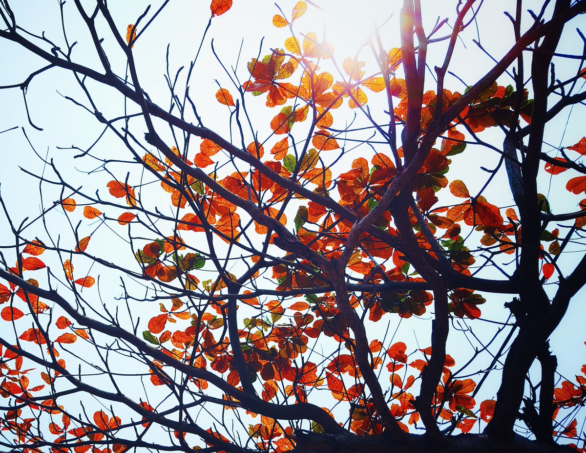 Waynes_TreeServ's tweet image. Most of the trees have lost their leaves by now, giving wind room to blow through the tree limbs, avoiding taking down a lot of dead limbs. 

Winds like today still run the risk of falling big trees and larger limbs. Be safe around questionable trees.