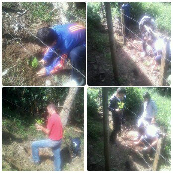 TRASPLANTE PLANTULAS DE PEPINO  HERMOSA ACTIVIDAD <a href="/CLIFP_Uribante/">CLIFP Uribante Susana Argumedo</a> <a href="/charlychaves/">Charly Rojas Chaves</a> @psuvaristobulo <a href="/CLIFPMTACHIRA/">CRIFPMTACHIRA</a> <a href="/ptmsjunin03/">Maria E. Caicedo</a>